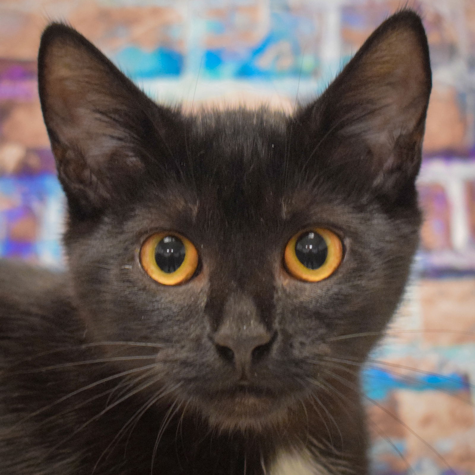 adoptable Cat in Huntley, IL named Tux