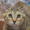 adoptable Cat in Huntley, IL named Wendy