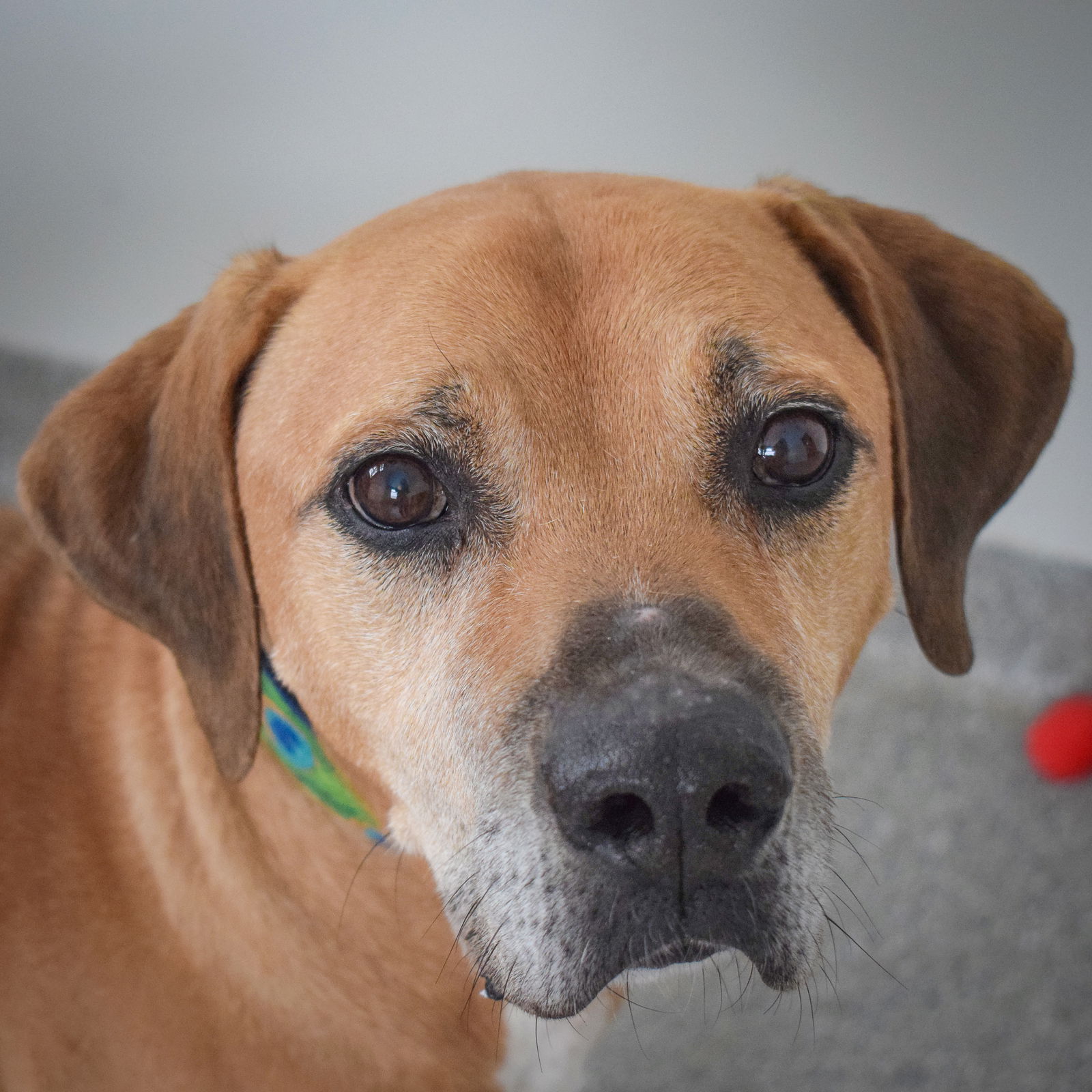 adoptable Dog in Huntley, IL named Amos