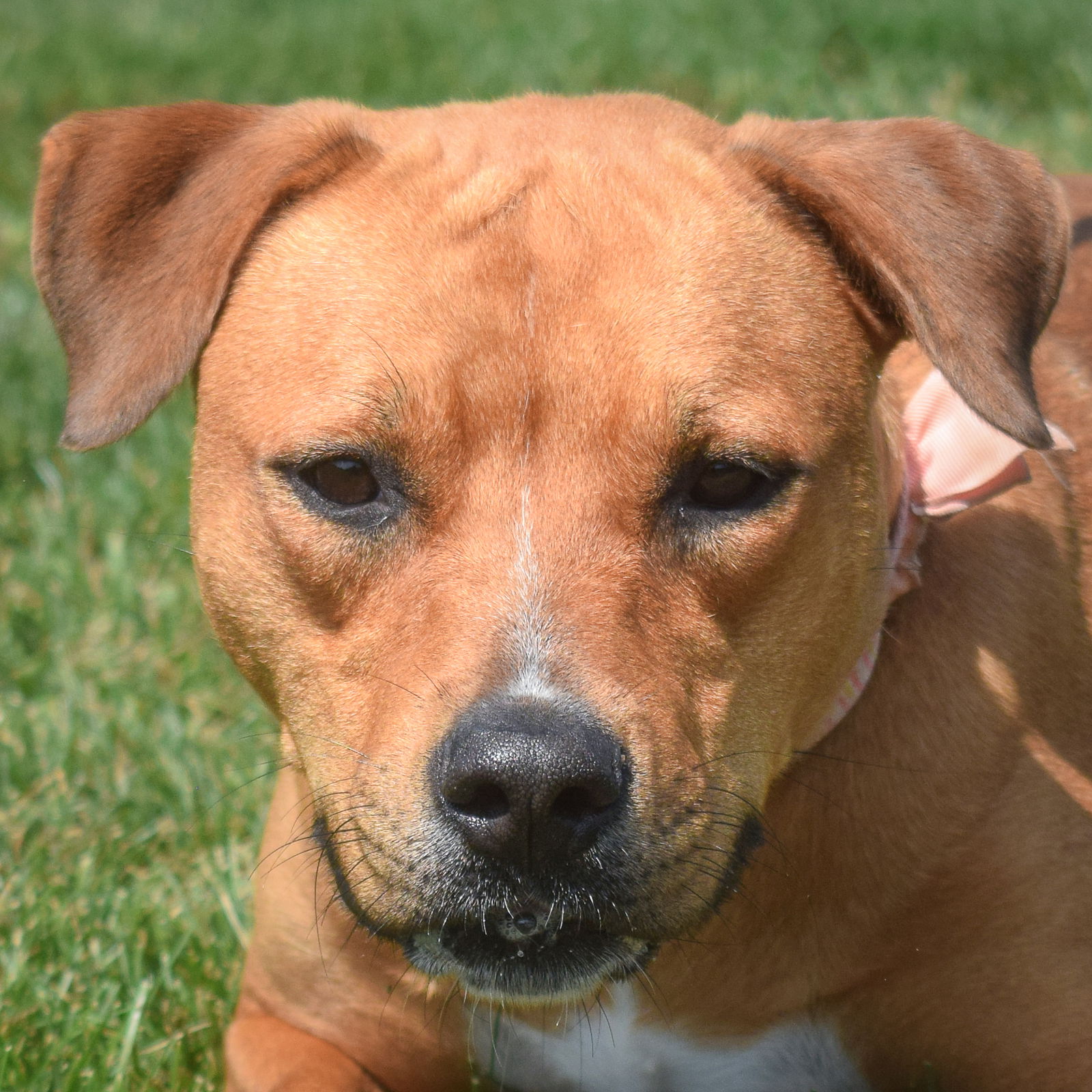 adoptable Dog in Huntley, IL named Mabel