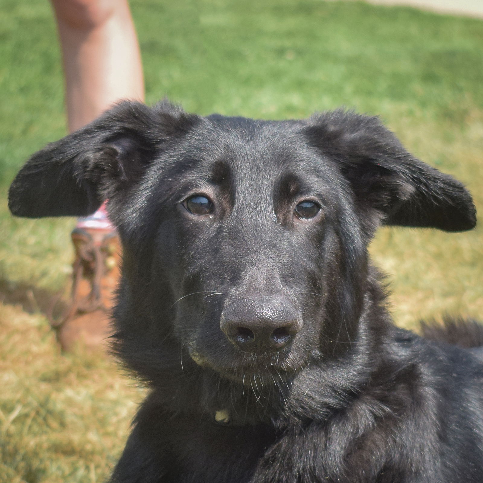 adoptable Dog in Huntley, IL named Alfie