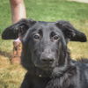 adoptable Dog in , IL named Alfie