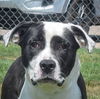 adoptable Dog in , IL named Popeye