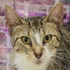 adoptable Cat in , IL named Paige