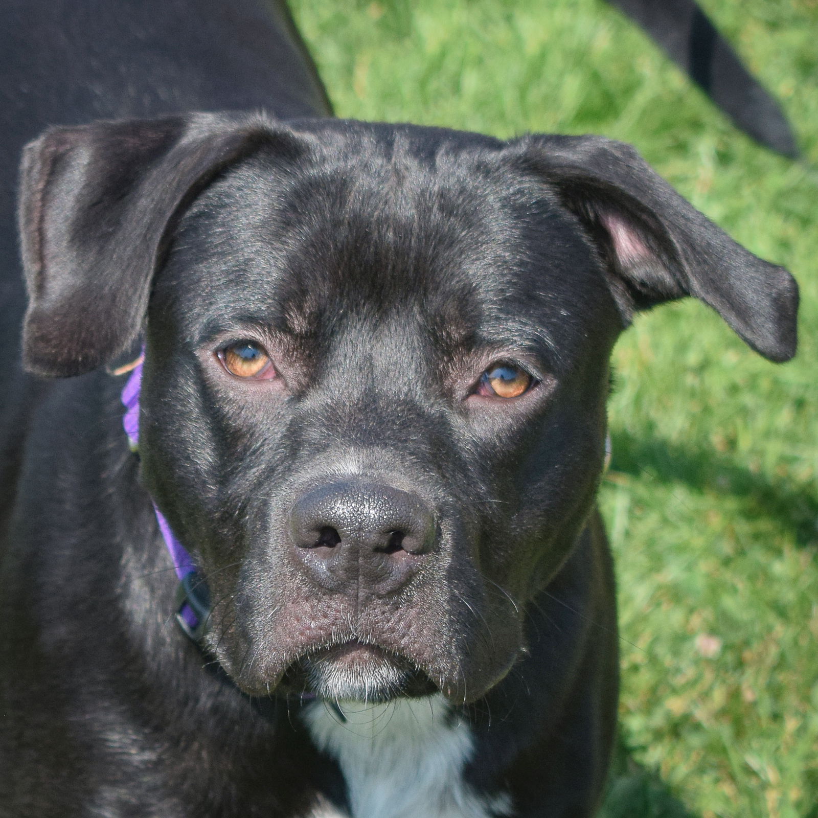 adoptable Dog in Huntley, IL named Jellybean