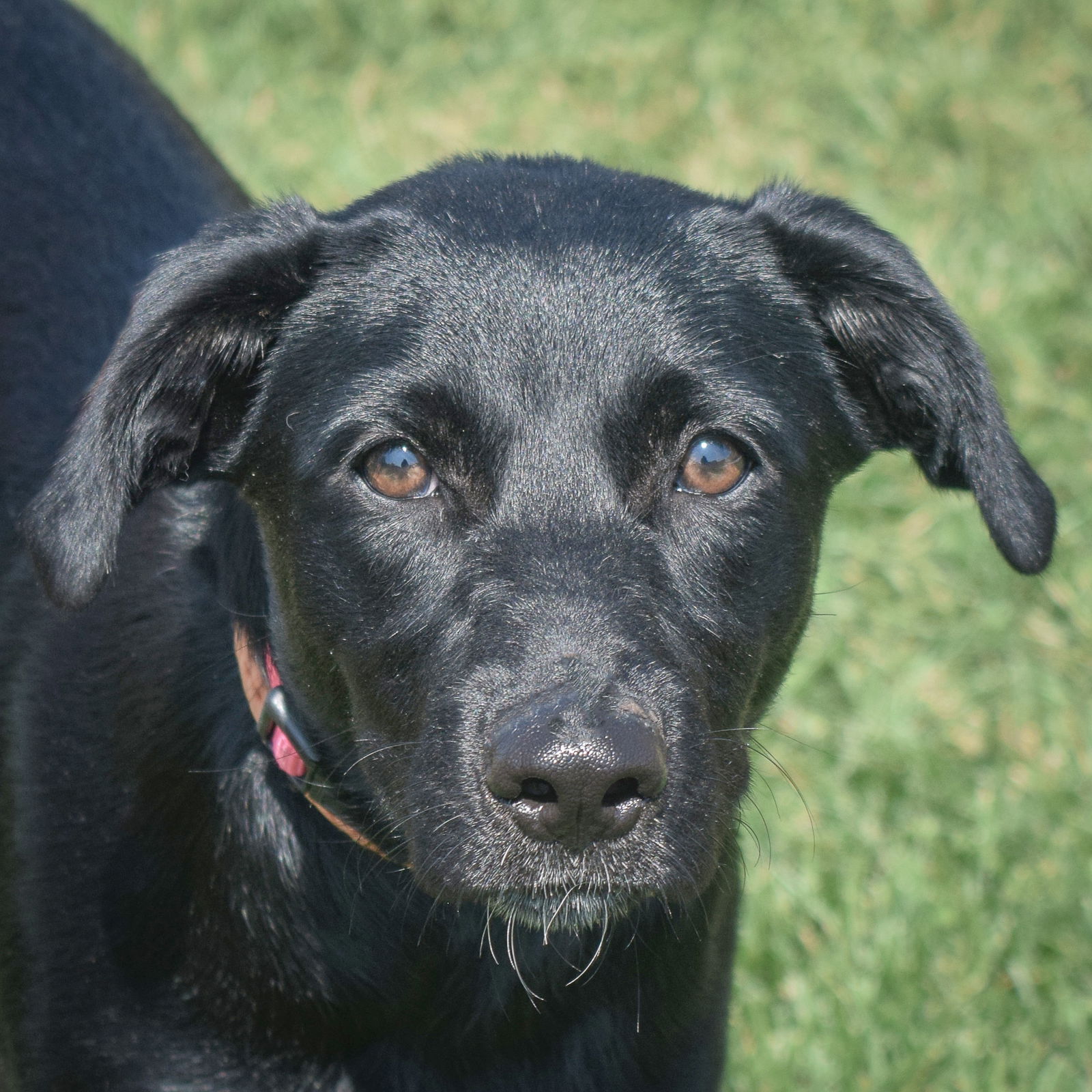 adoptable Dog in Huntley, IL named Luna