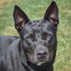 adoptable Dog in , IL named Ives