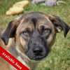 adoptable Dog in , IL named Tinker