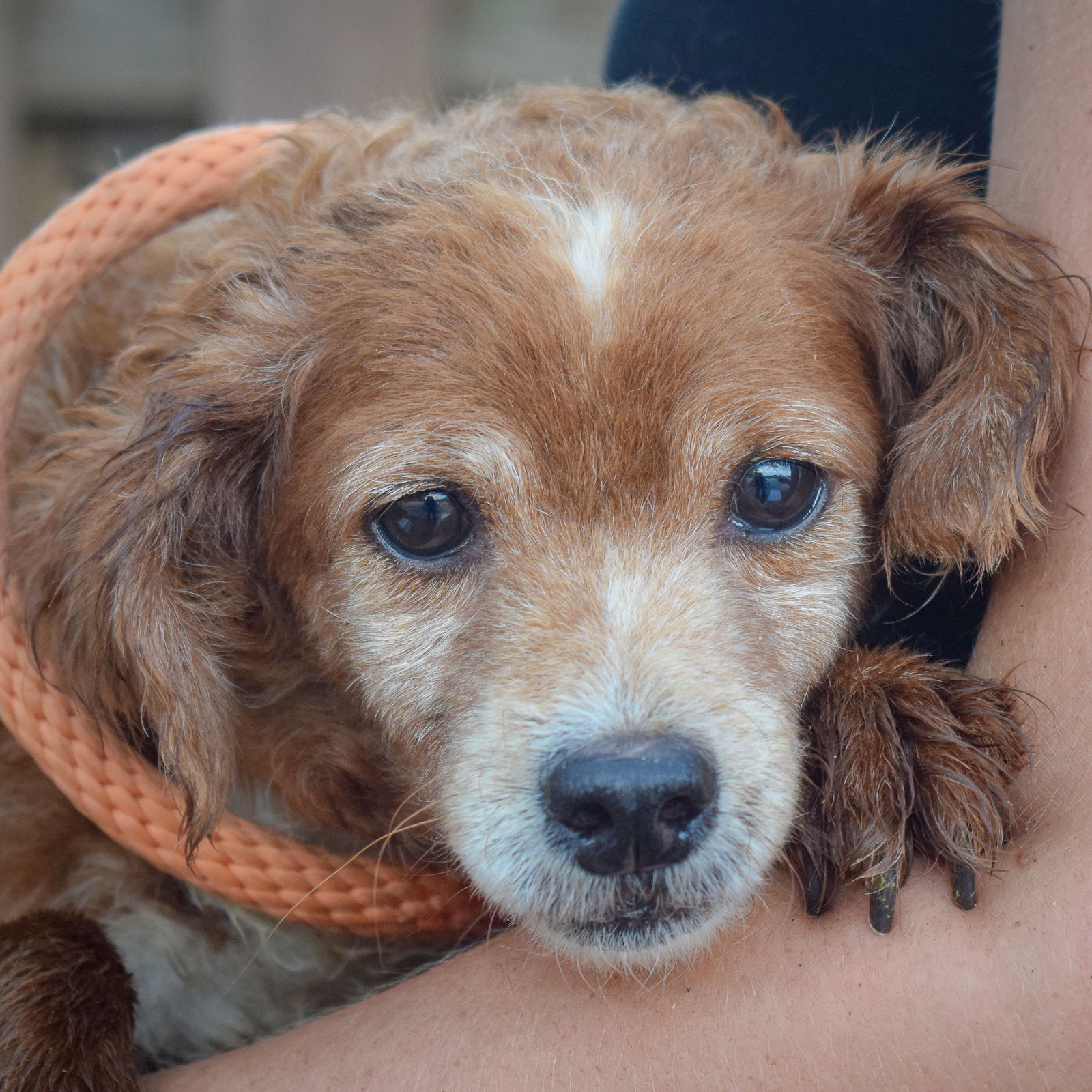 adoptable Dog in Huntley, IL named Oxford