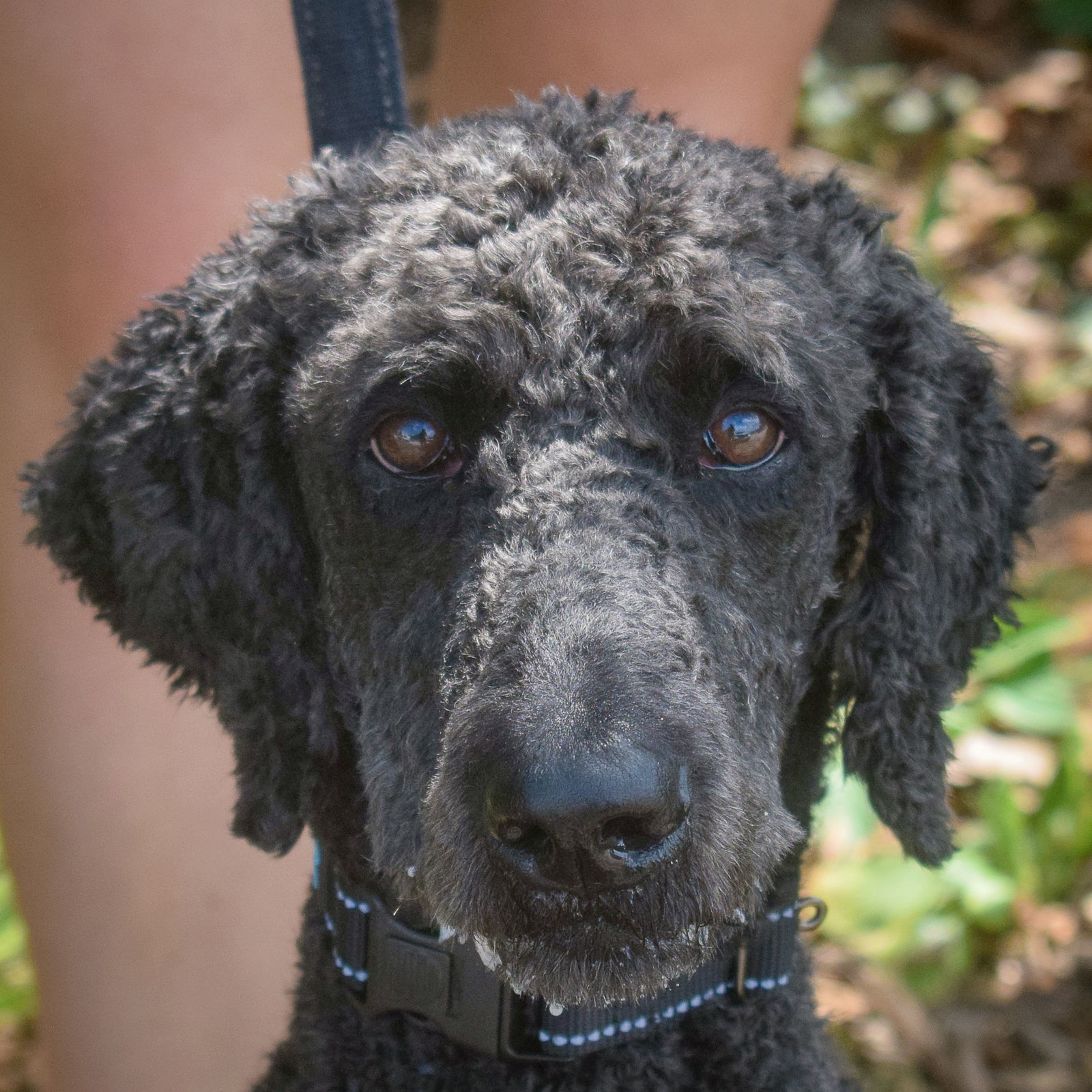 adoptable Dog in Huntley, IL named Cletus