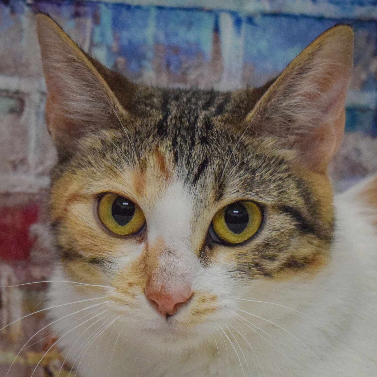 adoptable Cat in Huntley, IL named Lucy