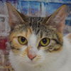 adoptable Cat in , IL named Lucy