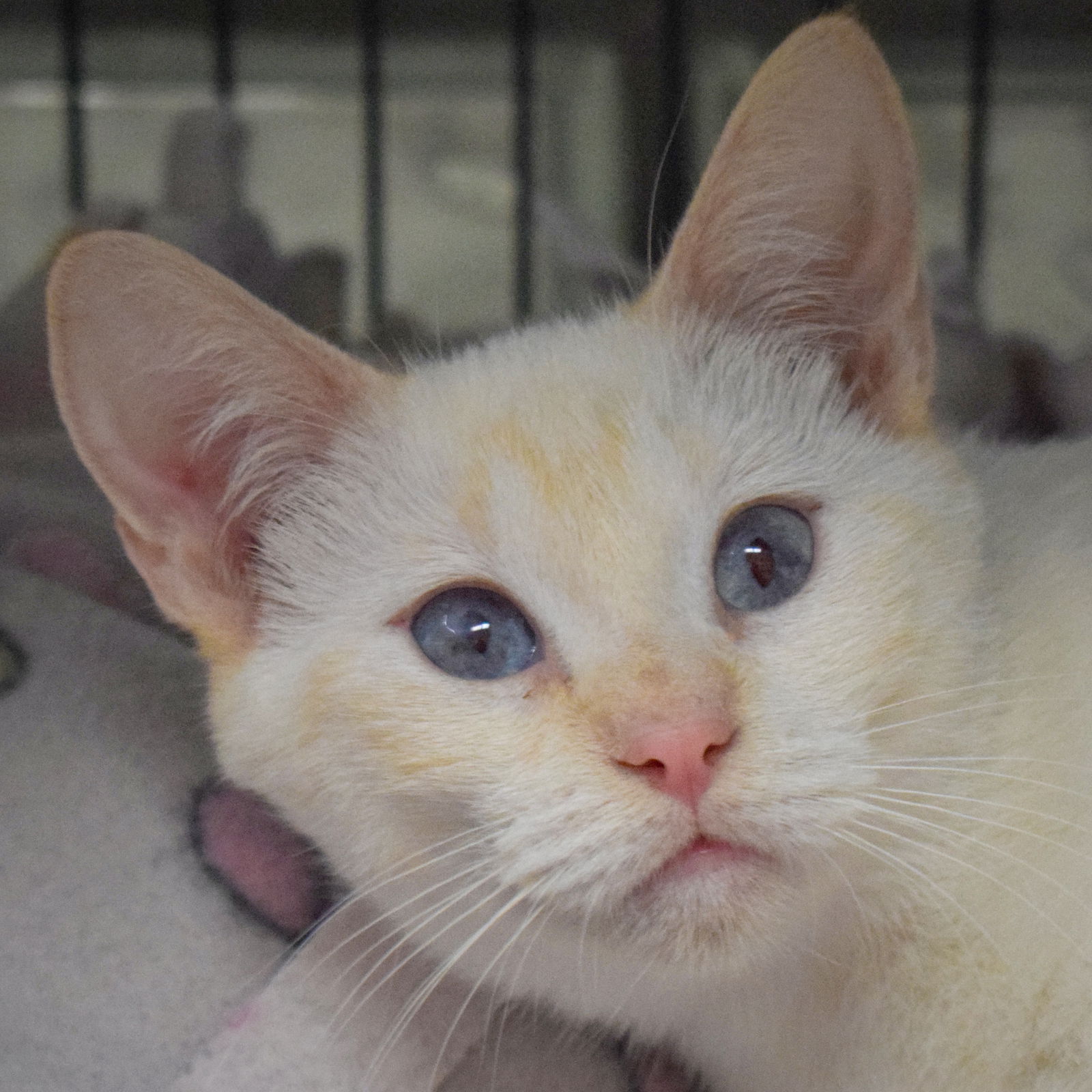 adoptable Cat in Huntley, IL named Firefly