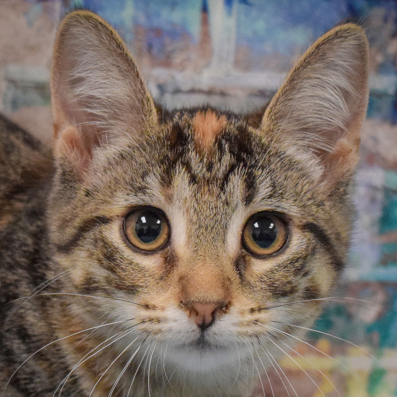 adoptable Cat in Huntley, IL named Nella