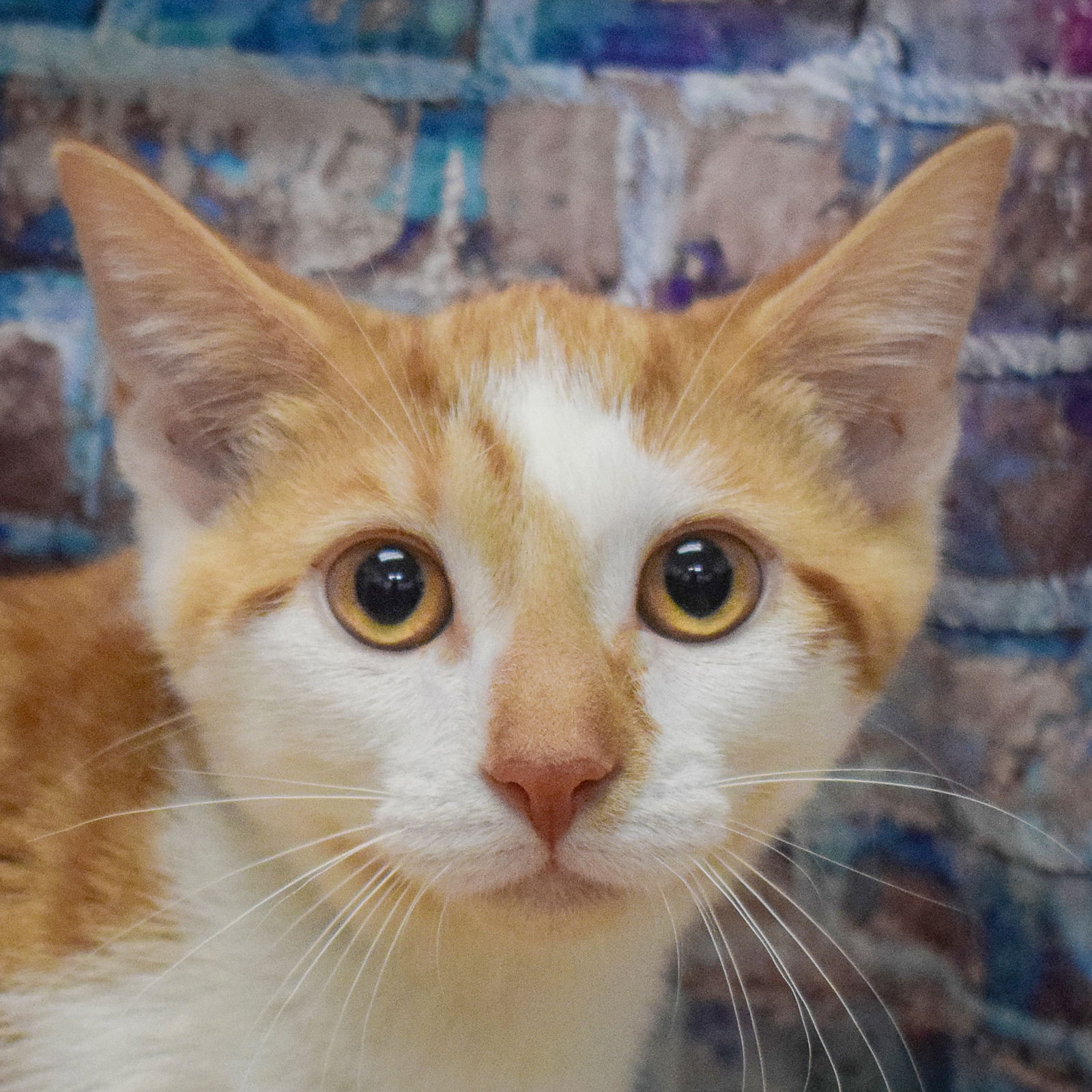 adoptable Cat in Huntley, IL named Anchor