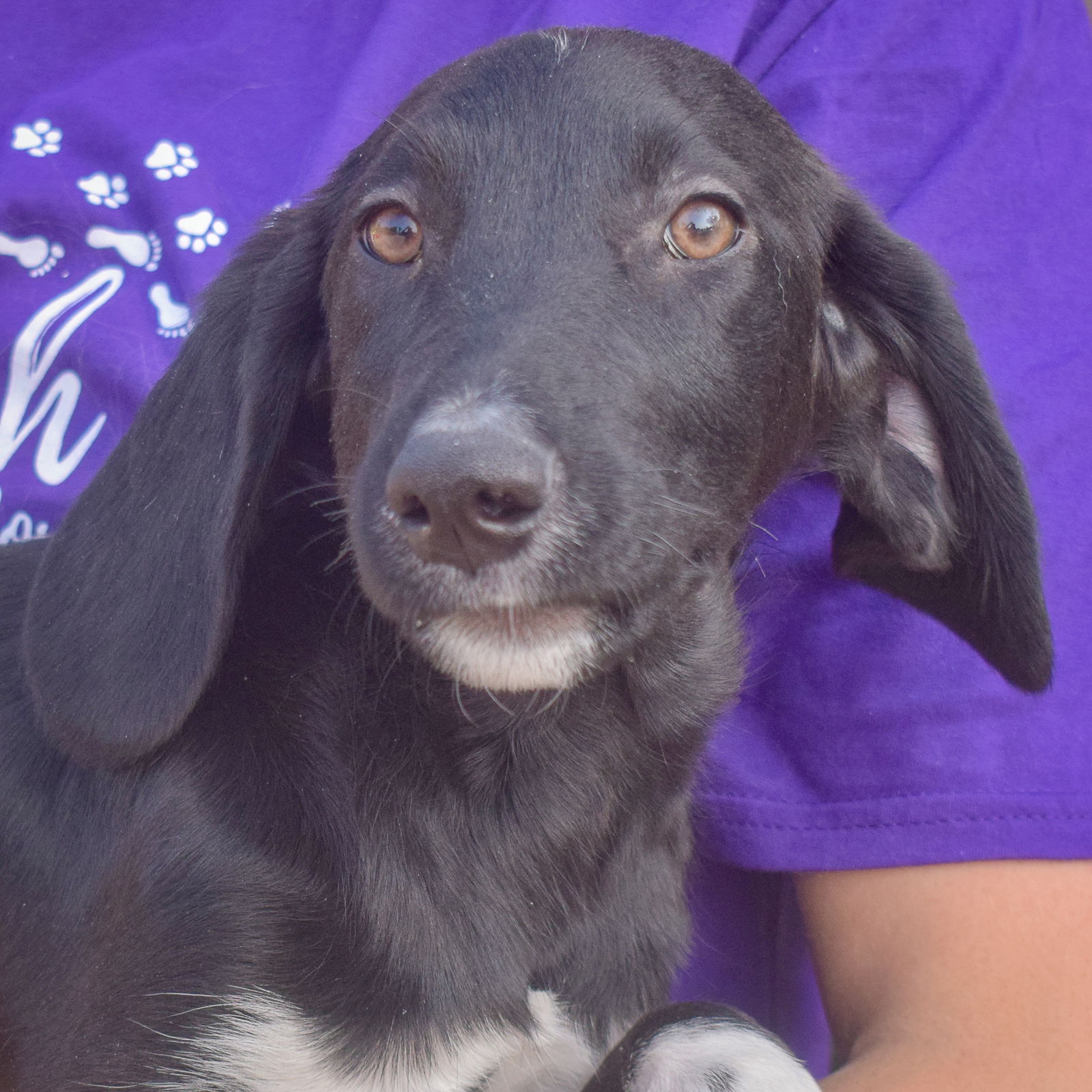 adoptable Dog in Huntley, IL named Bon Jovi