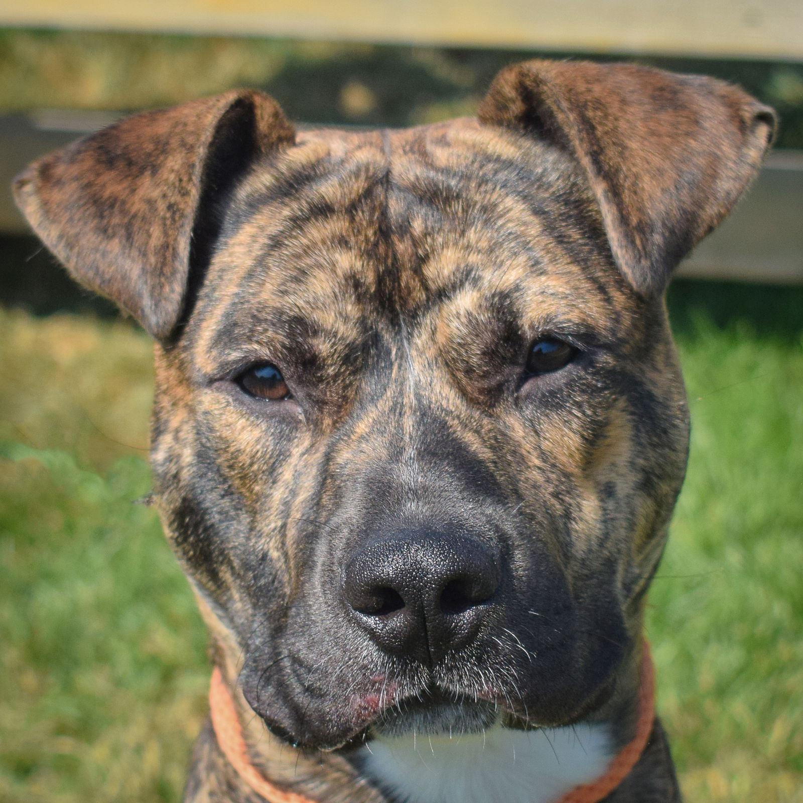 adoptable Dog in Huntley, IL named Merlin