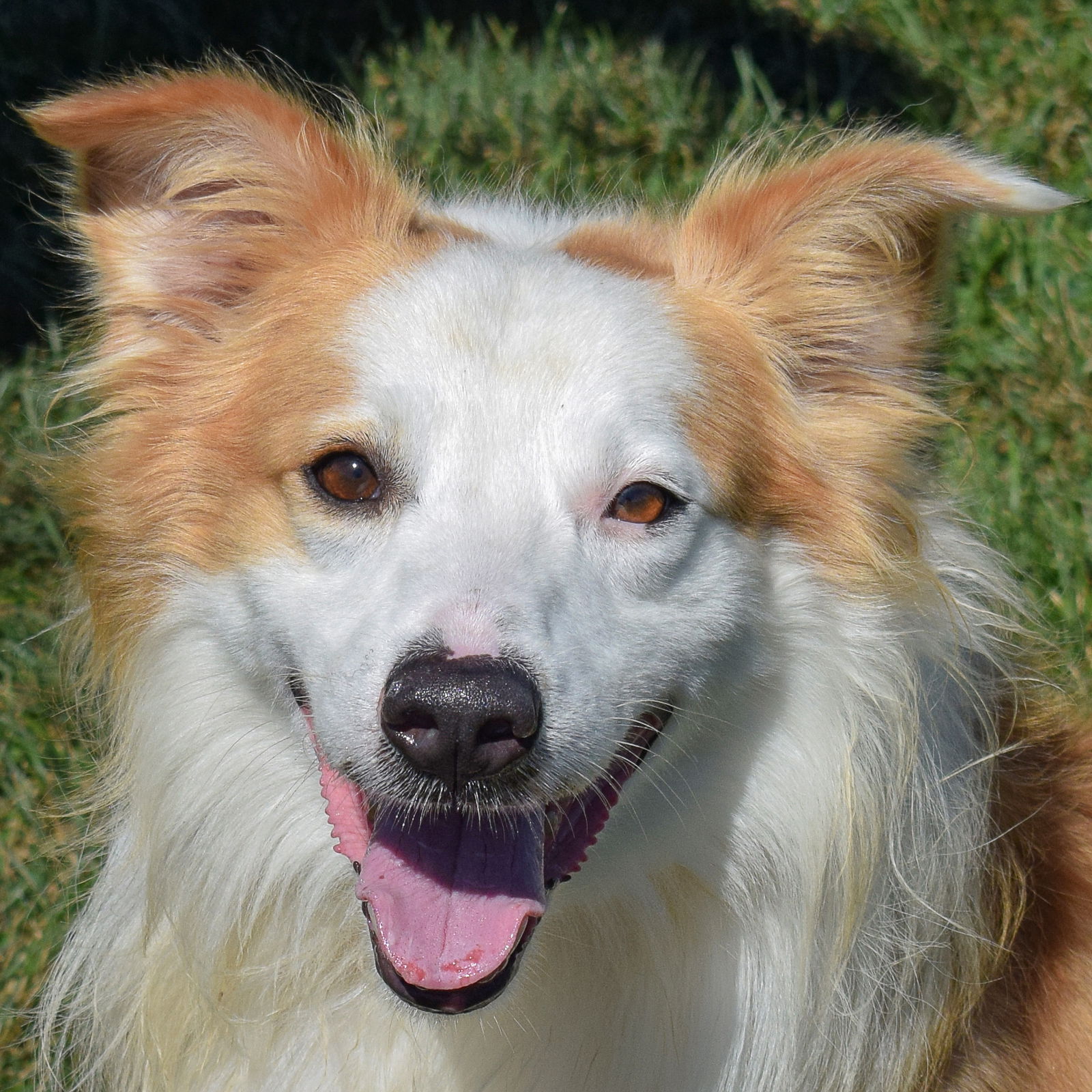 adoptable Dog in Huntley, IL named Chester