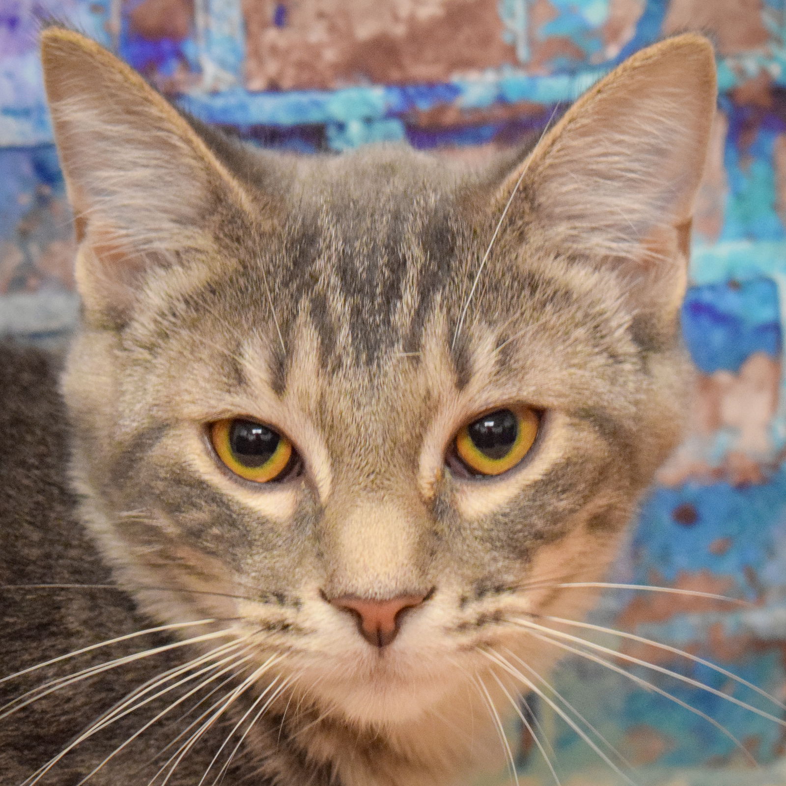 adoptable Cat in Huntley, IL named Agnes