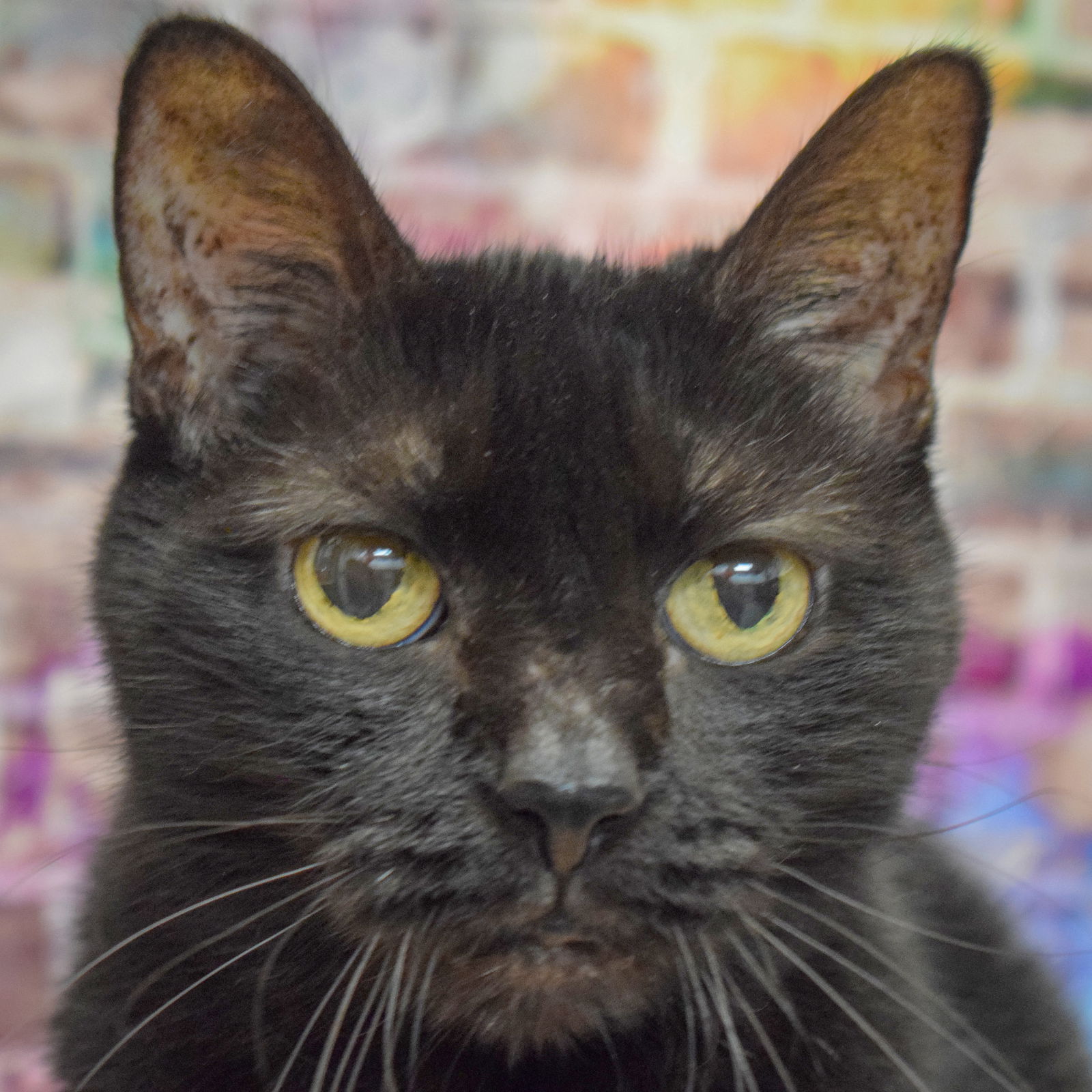 adoptable Cat in Huntley, IL named Tippy