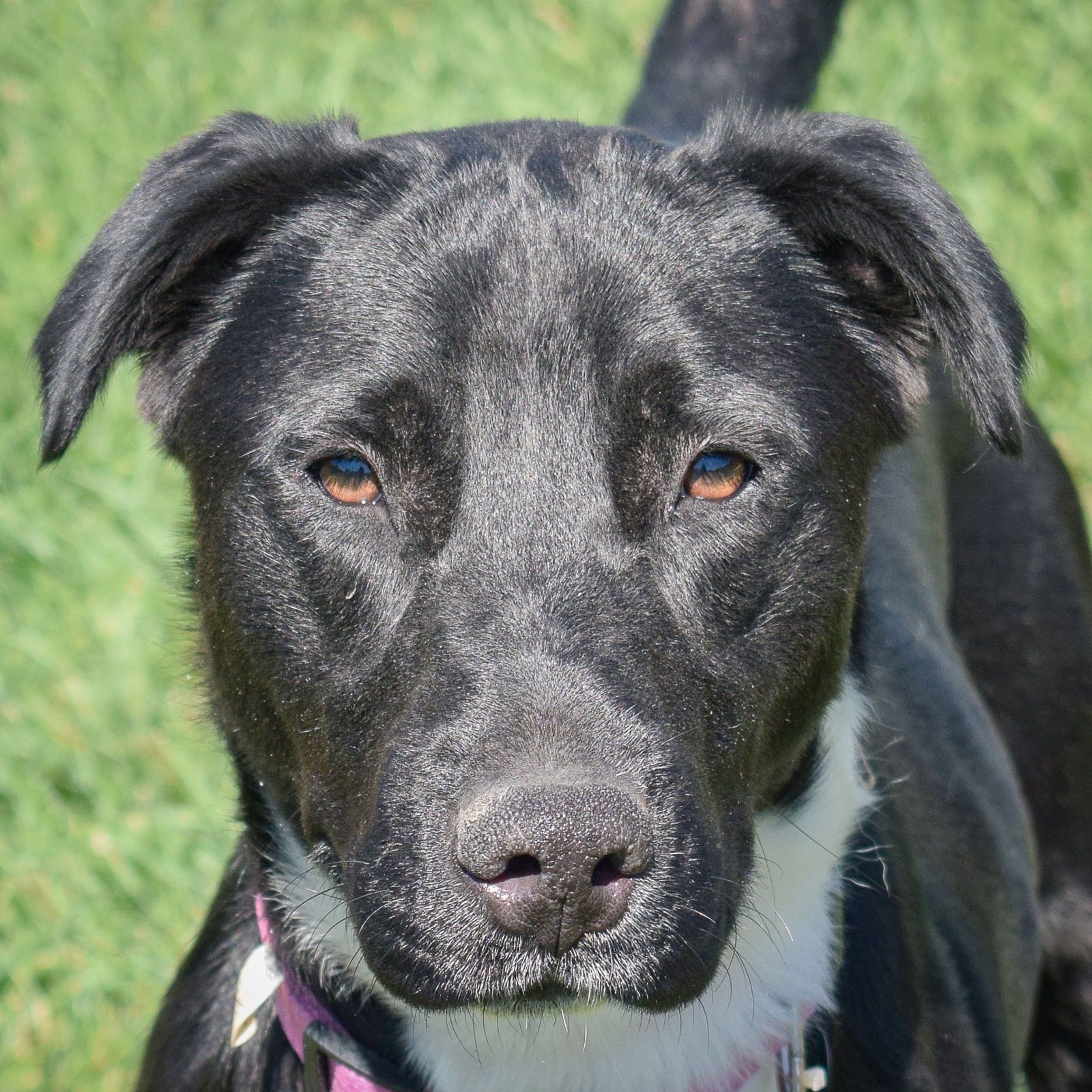 adoptable Dog in Huntley, IL named Fizzy