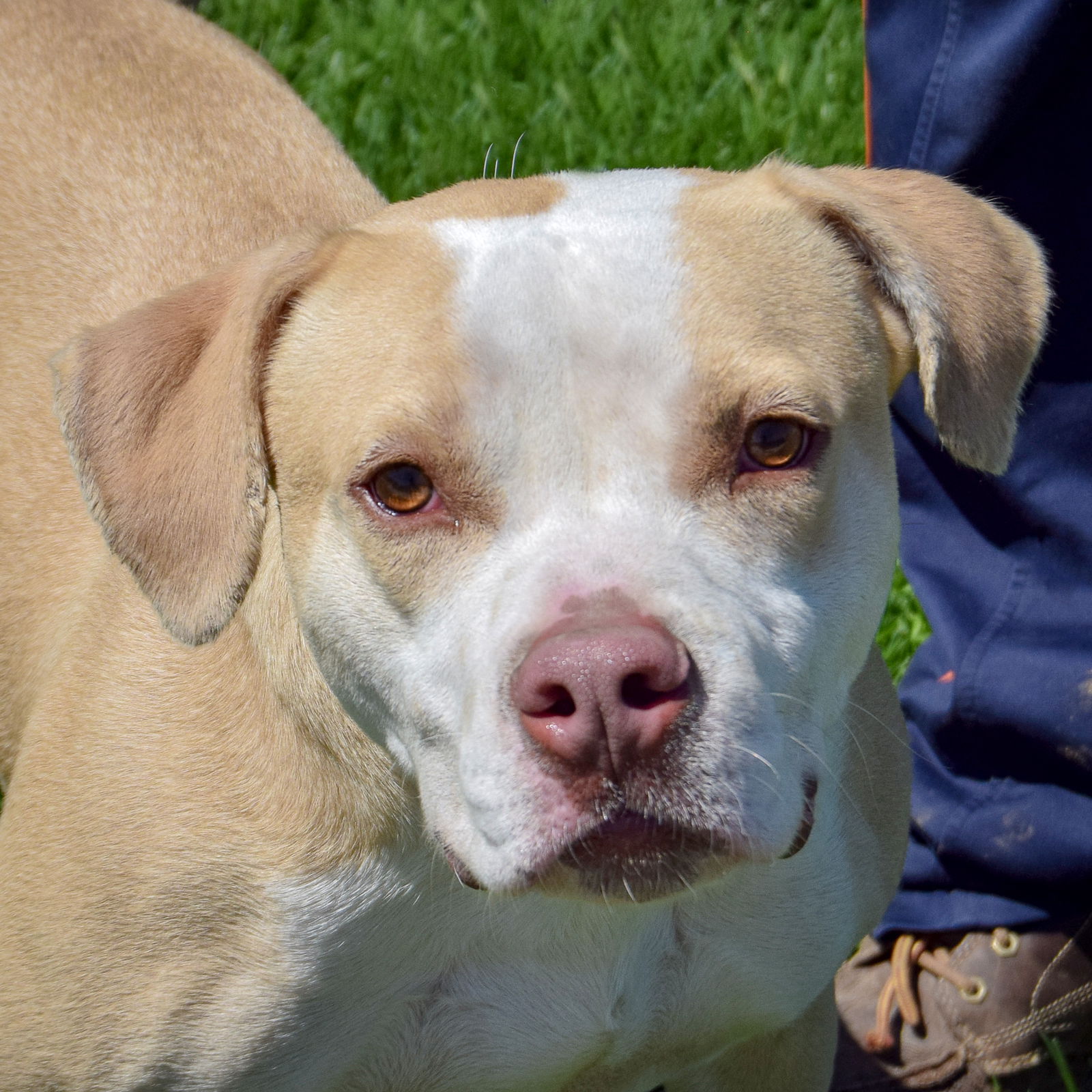 adoptable Dog in Huntley, IL named Timmy