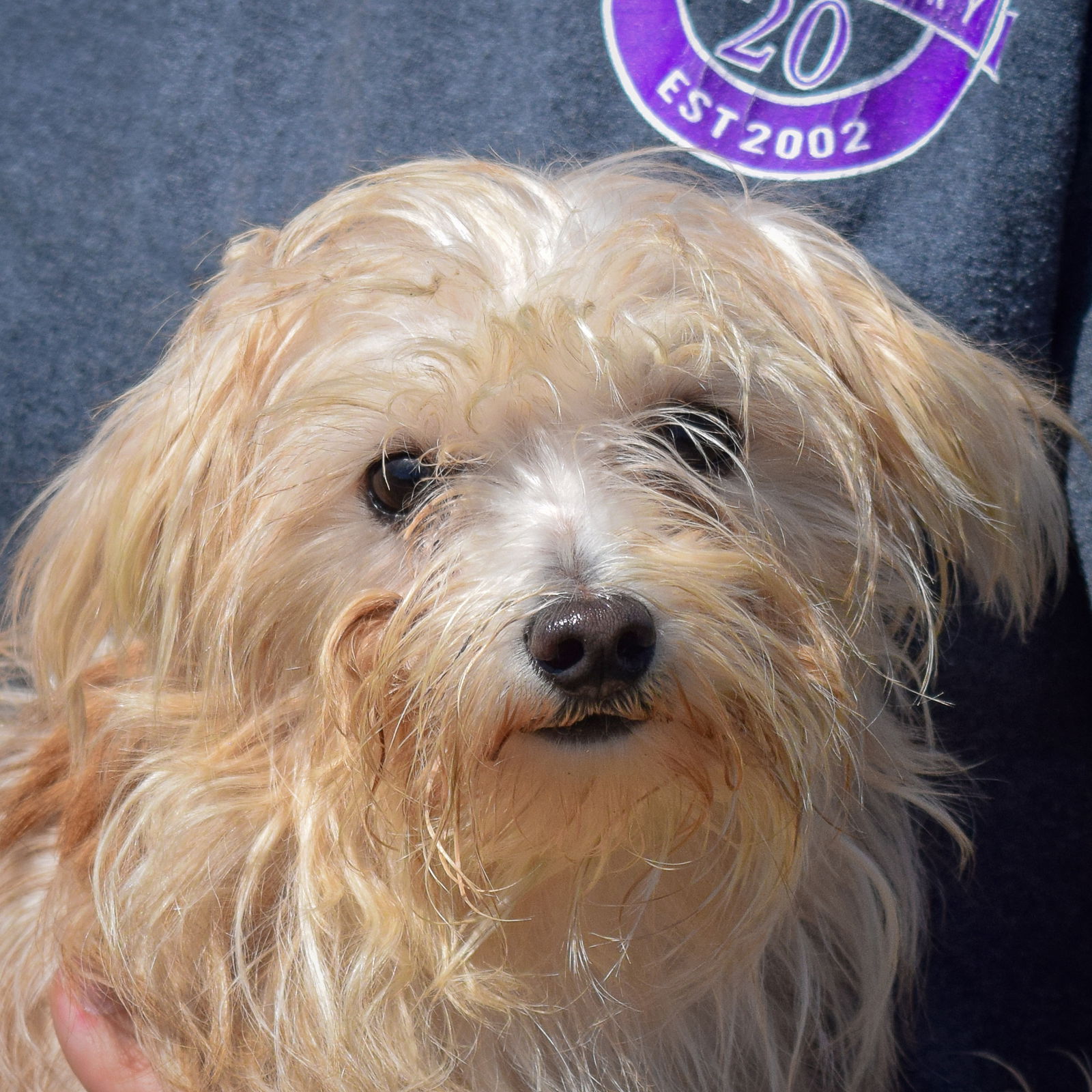 adoptable Dog in Huntley, IL named Elmo