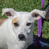 adoptable Dog in Huntley, IL named Cassandra