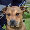 adoptable Dog in Huntley, IL named Clyde