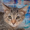 adoptable Cat in Huntley, IL named Izzy