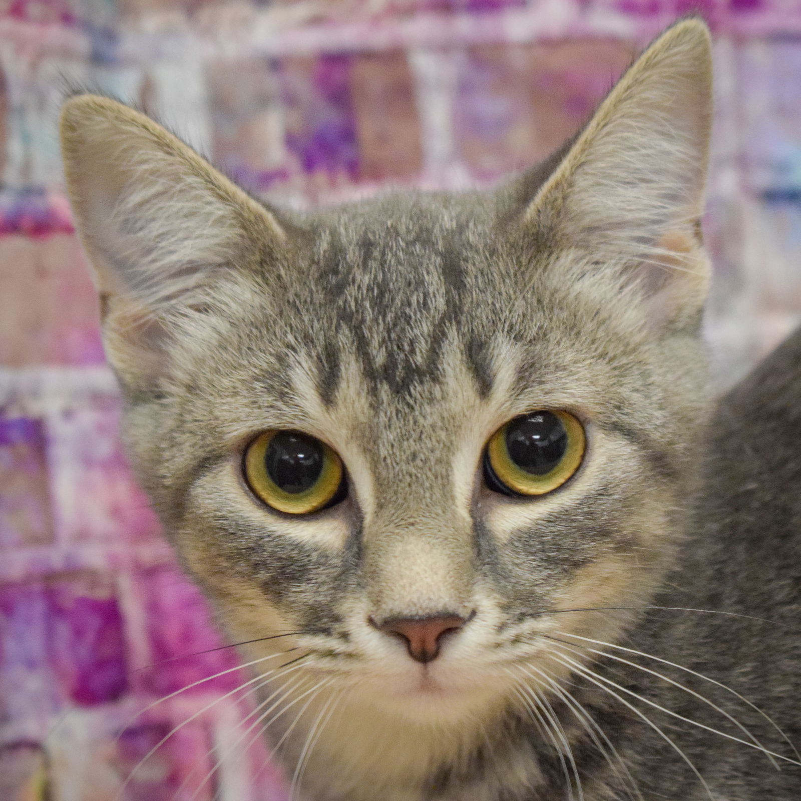 adoptable Cat in Huntley, IL named Edith