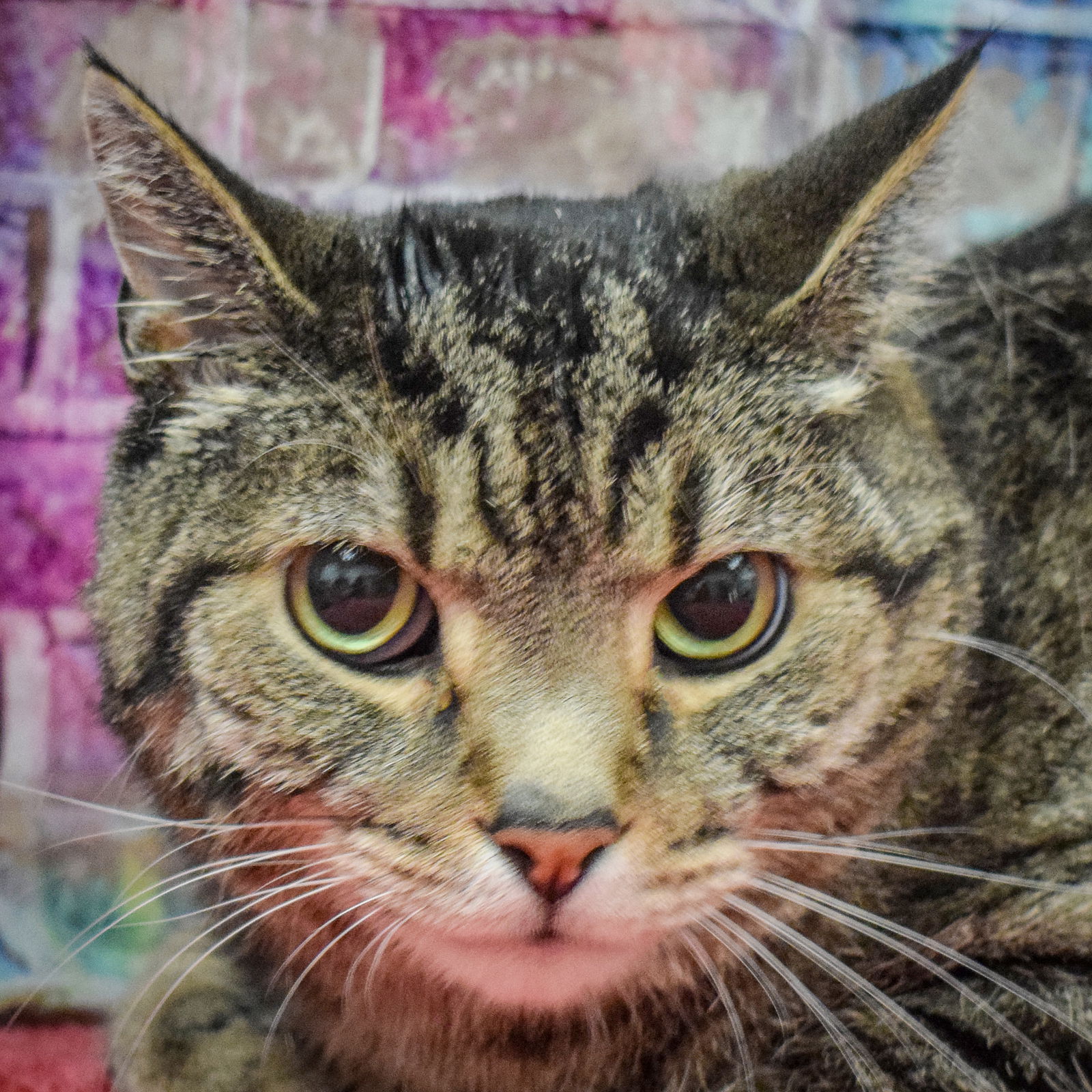 adoptable Cat in Huntley, IL named Clooney