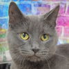 adoptable Cat in  named Periwinkle