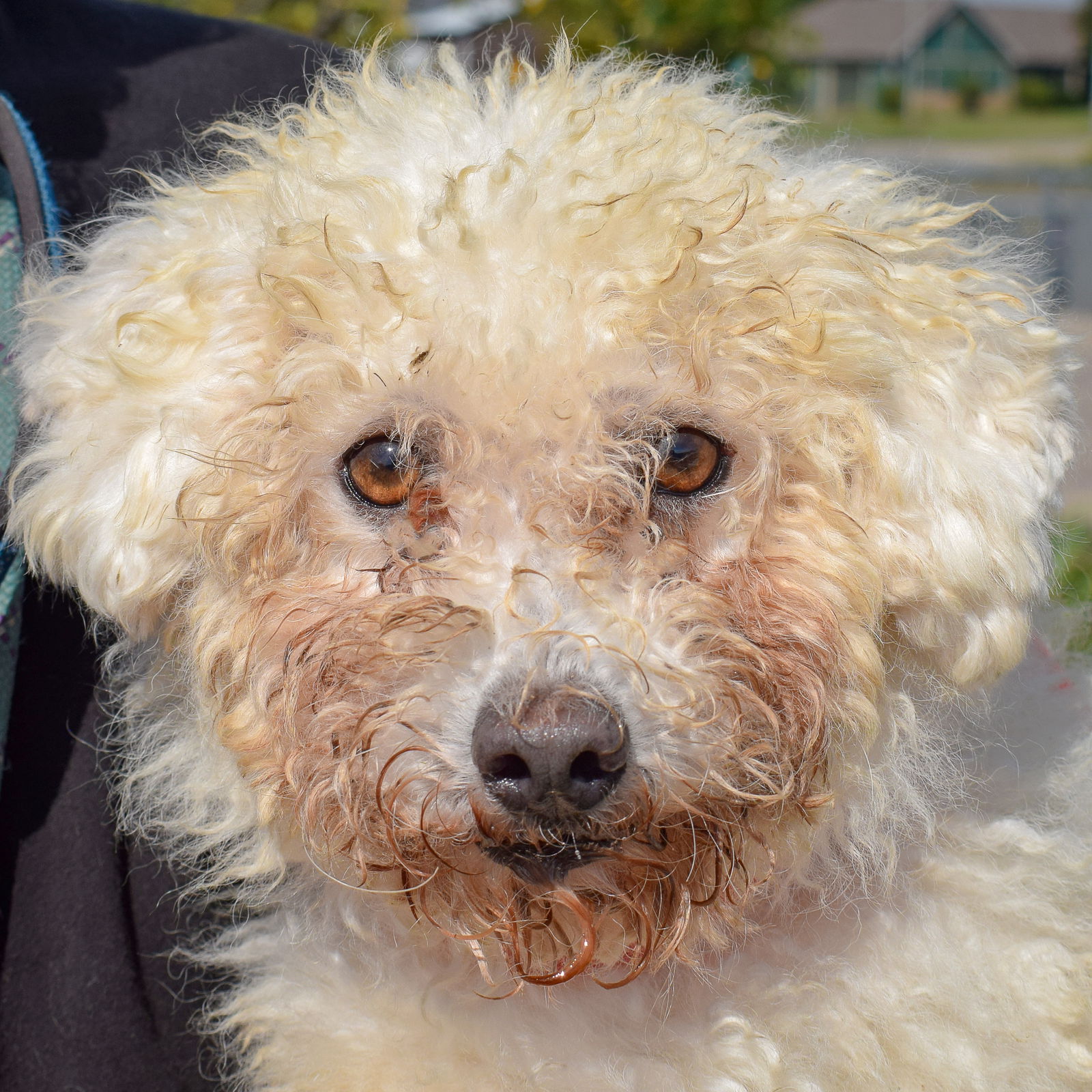 adoptable Dog in Huntley, IL named Cooper