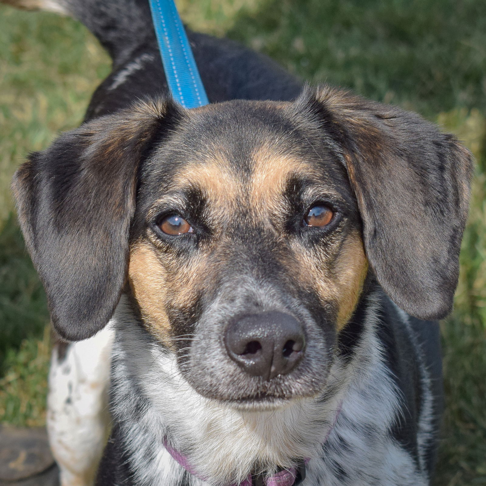 adoptable Dog in Huntley, IL named Jodi