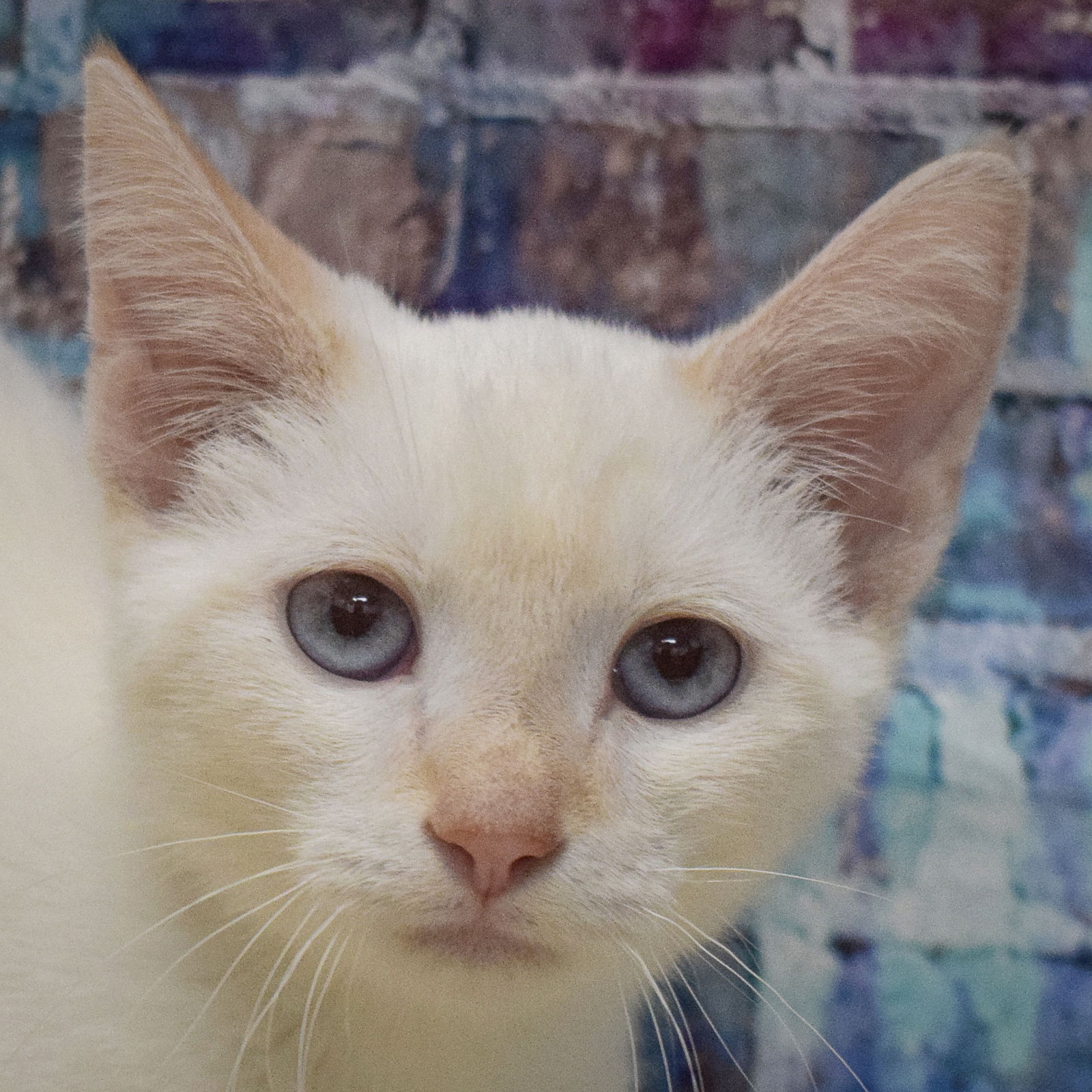 adoptable Cat in Huntley, IL named Duncan