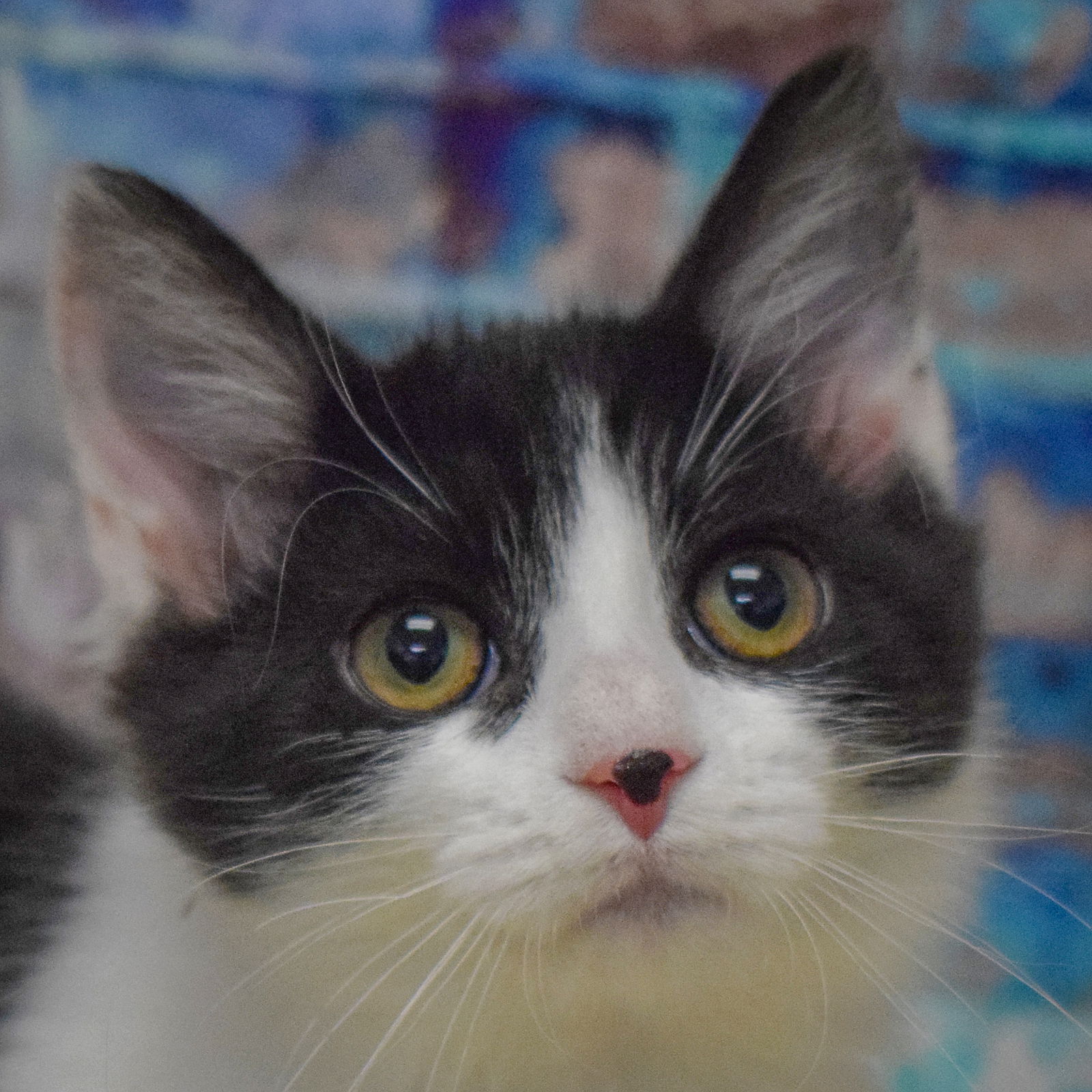 adoptable Cat in Huntley, IL named Pua