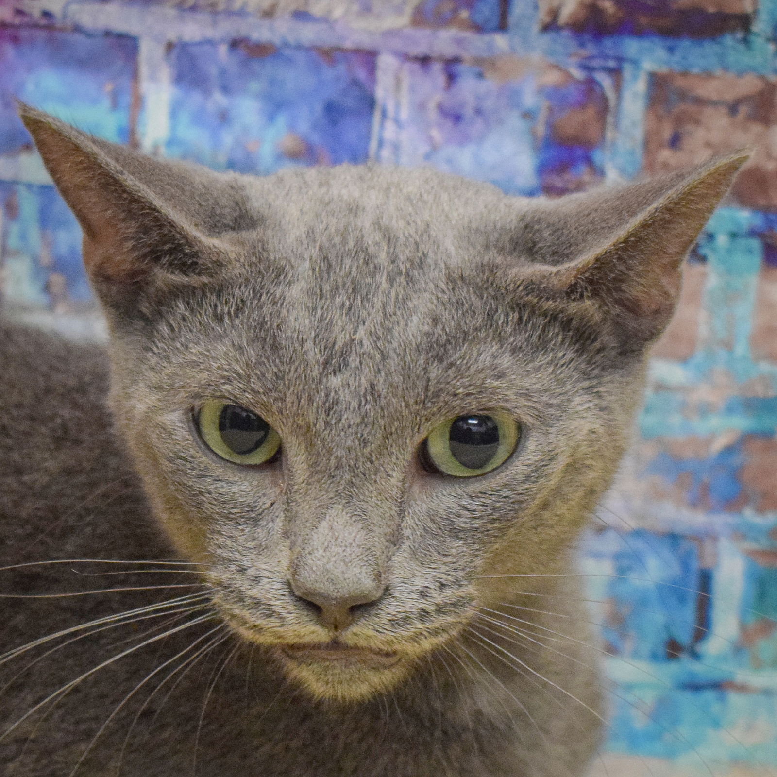 adoptable Cat in Huntley, IL named Mirz