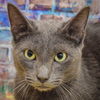 adoptable Cat in , IL named Puddy