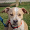 adoptable Dog in , IL named Coraline