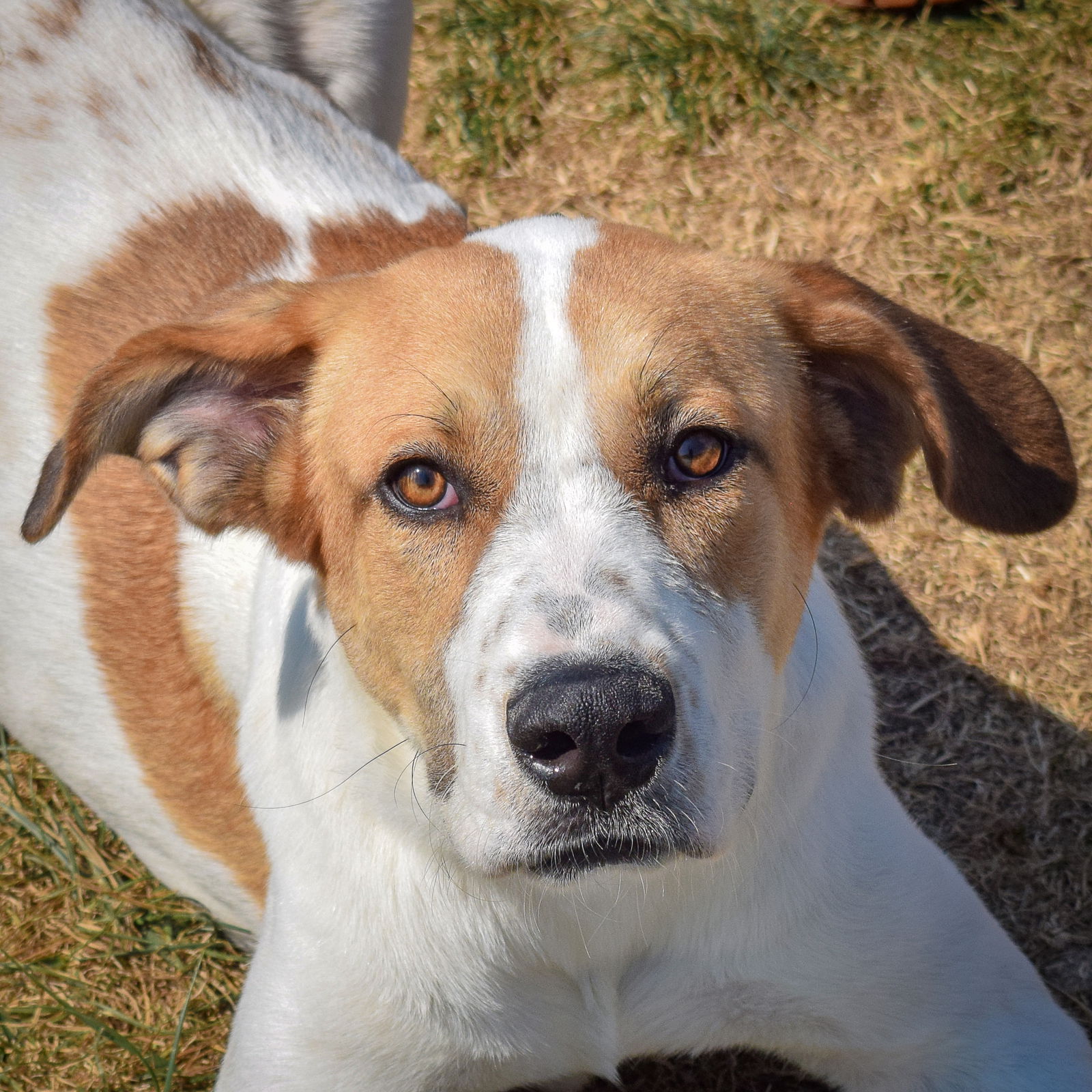 adoptable Dog in Huntley, IL named Apollo