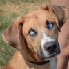 adoptable Dog in  named Blue