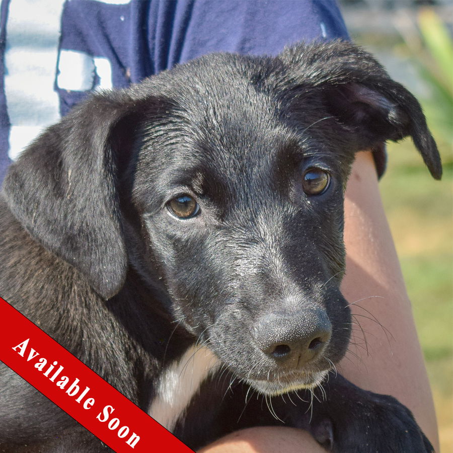 adoptable Dog in Huntley, IL named Cap'n Crunch