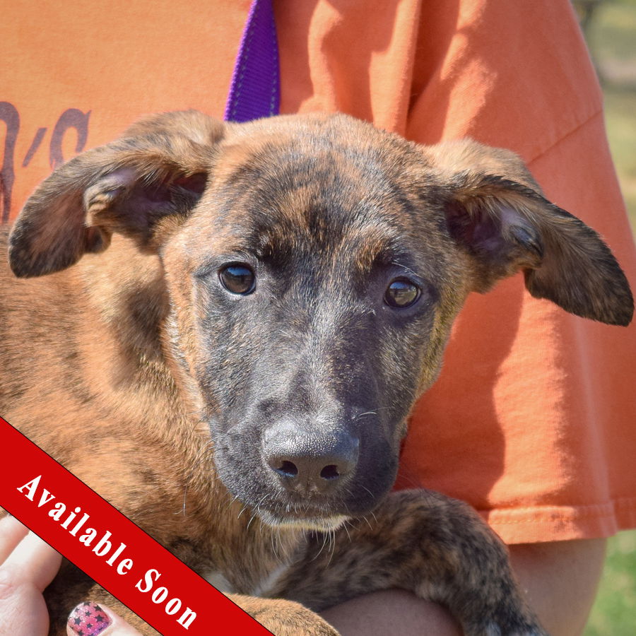 adoptable Dog in Huntley, IL named Cheerios