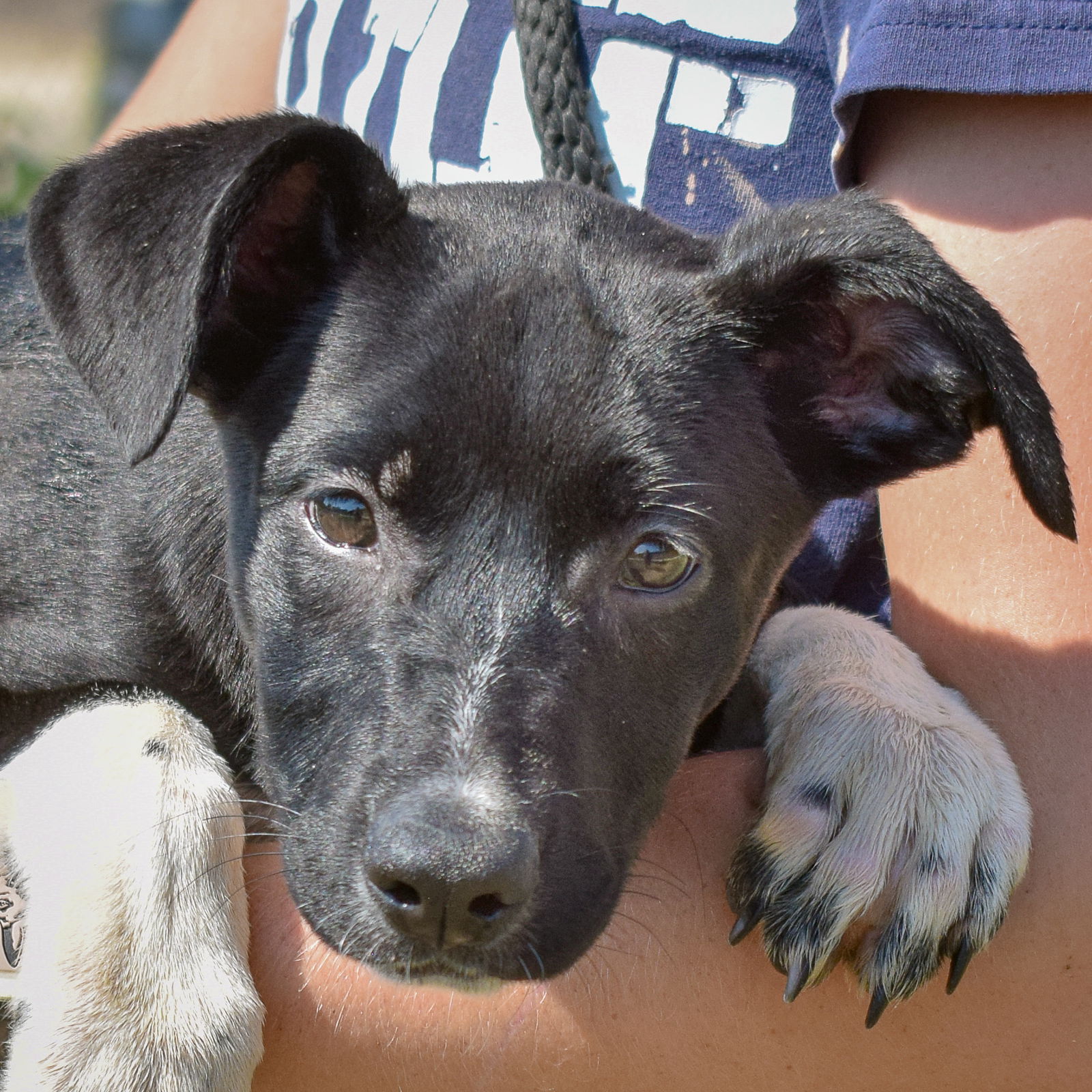 adoptable Dog in Huntley, IL named Trix