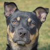 adoptable Dog in , IL named Bentley