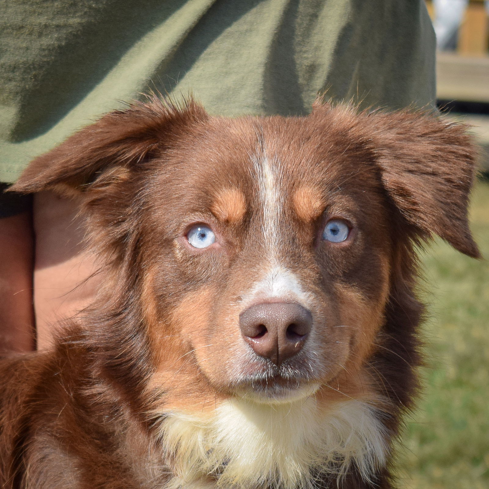 adoptable Dog in Huntley, IL named Brownie