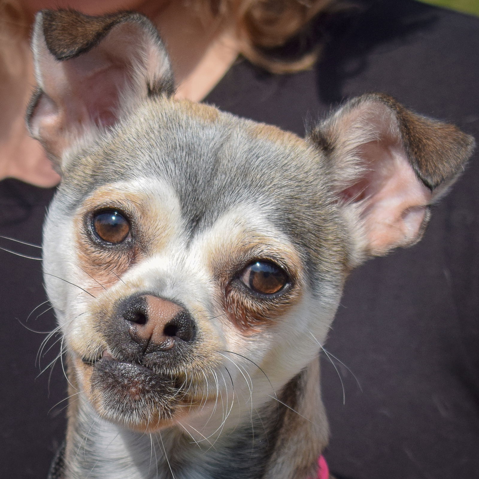 adoptable Dog in Huntley, IL named Bubble