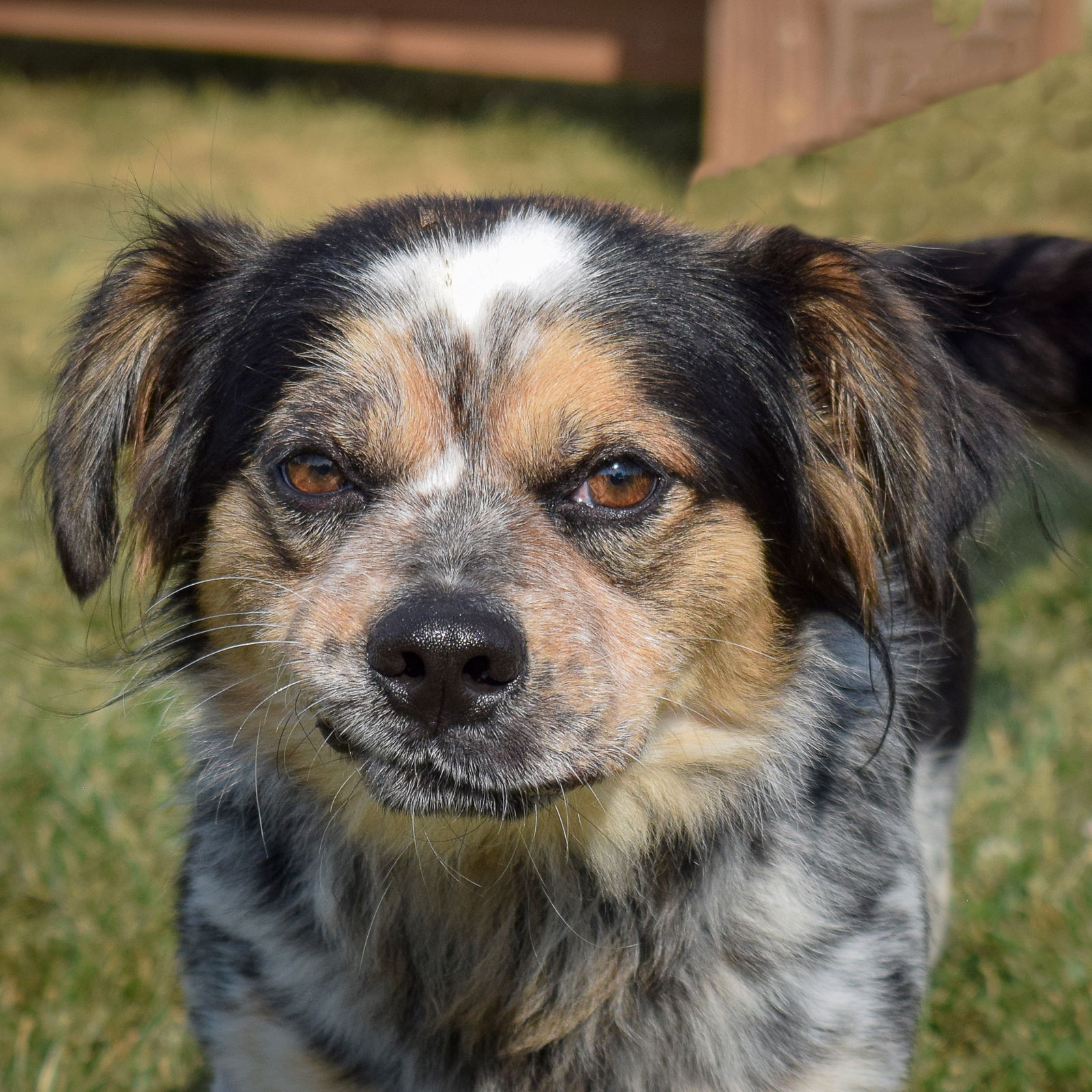 adoptable Dog in Huntley, IL named Buster