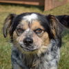 adoptable Dog in , IL named Buster